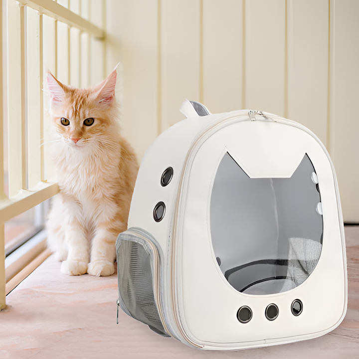 Safe and Comfortable Travel with Your Pet
