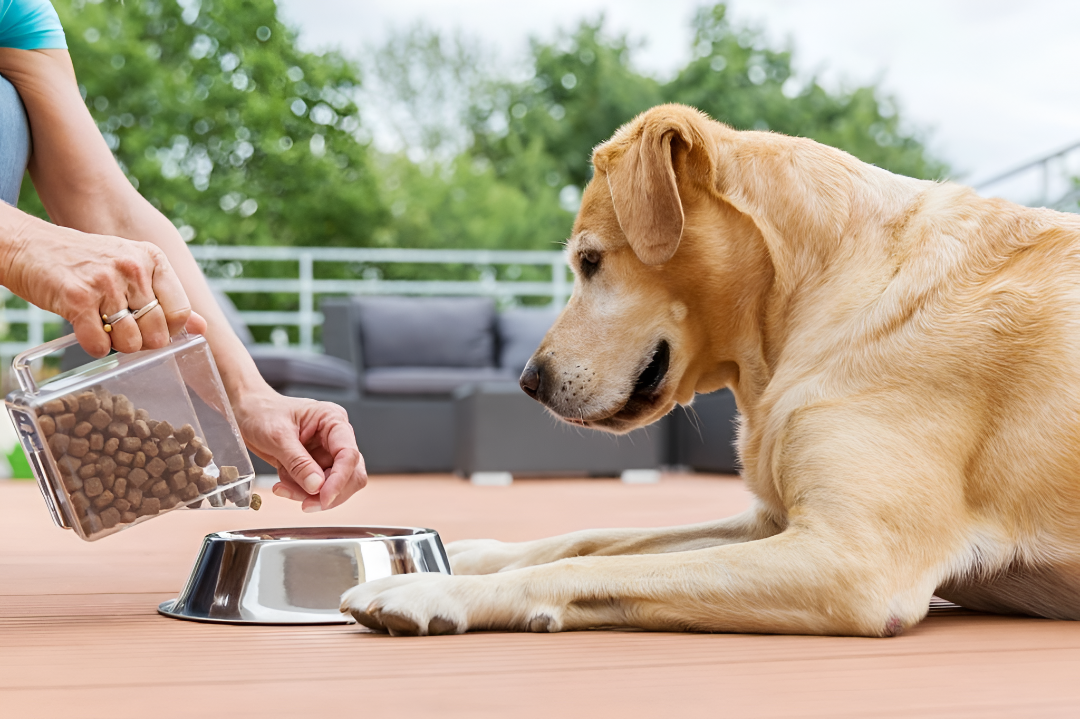 Smart Feeding Choices for Healthy Pets