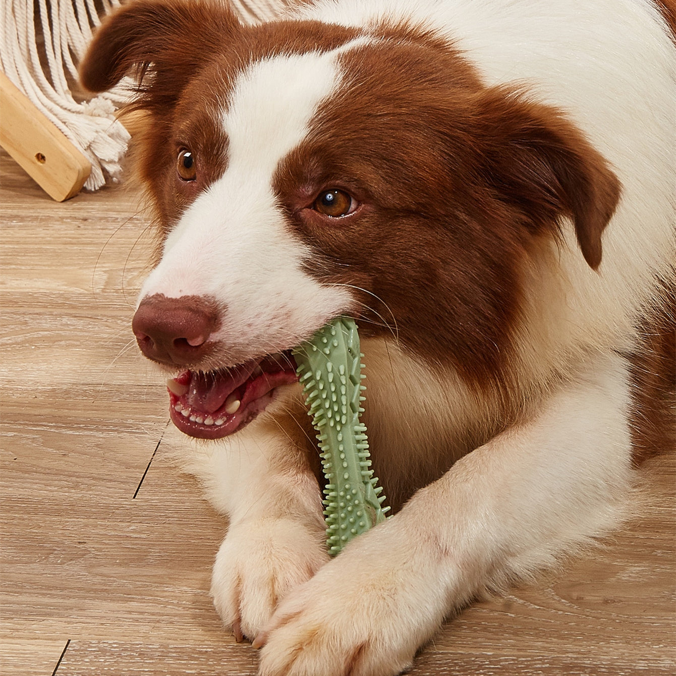 Pet Chew Toy For Teeth Cleaning And Oral Care