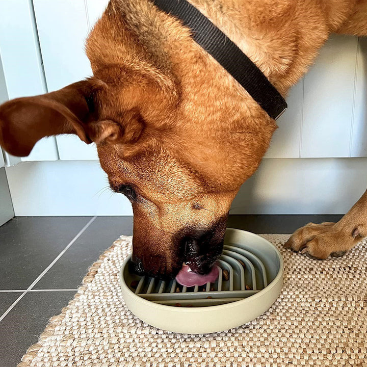 Pet Fashion Slow Feeding Bowl System