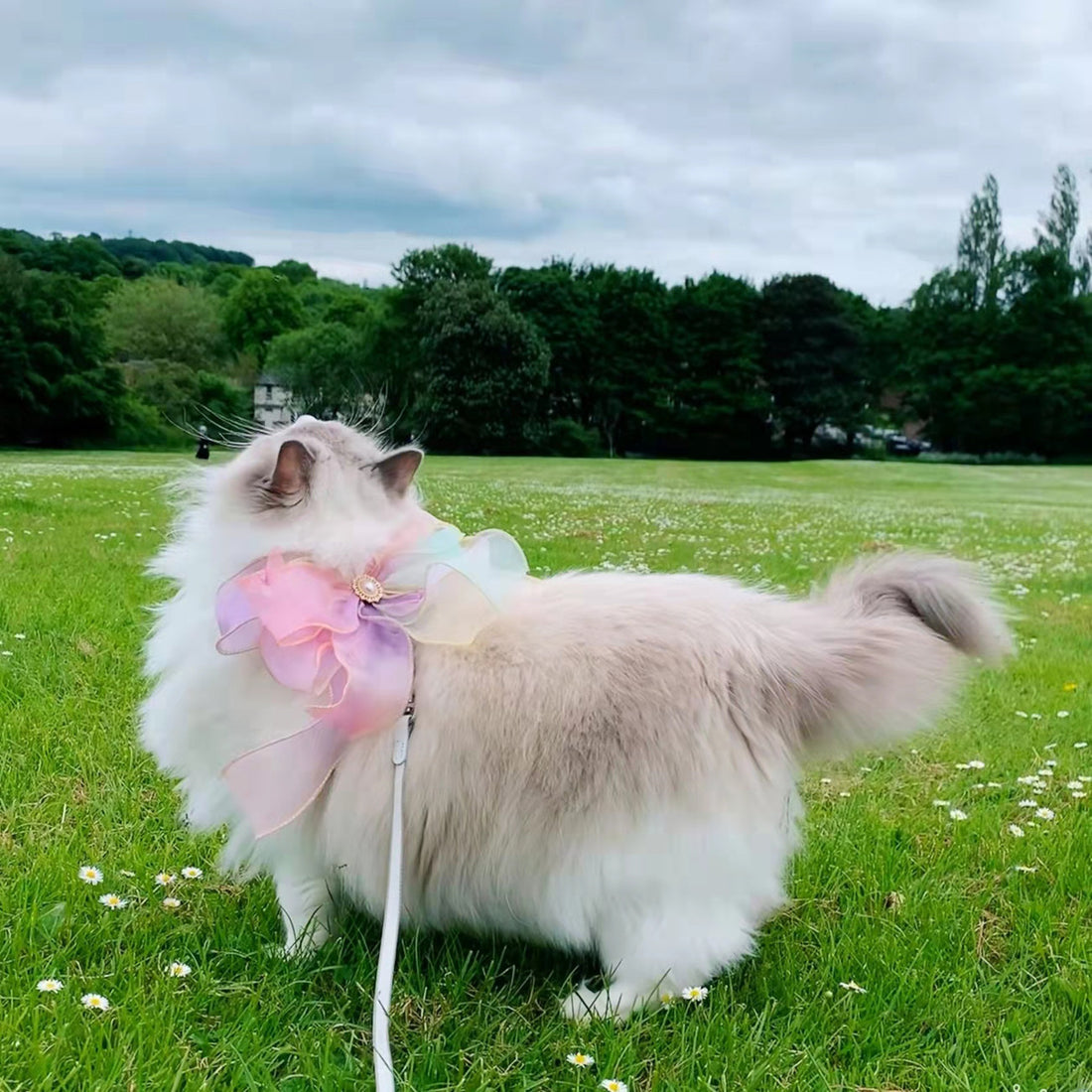 Pet Butterfly Design Retractable Anti-Escape Leash