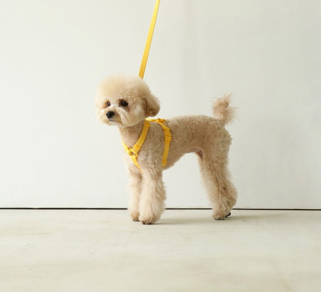 Pet Macaron Style Fashion Leash Rope Walking Lead